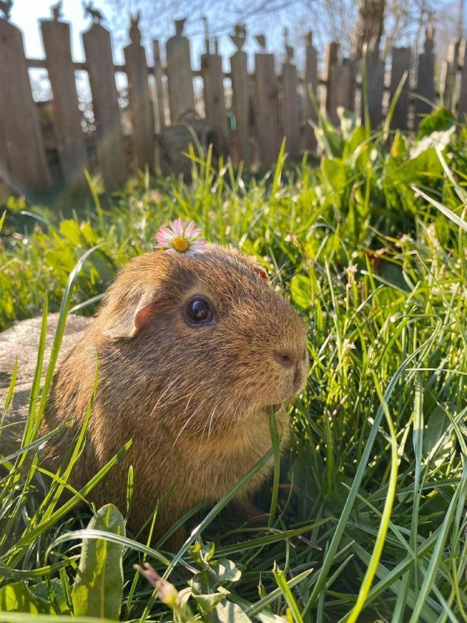 Naturspiel Posing Екстер'єр фото